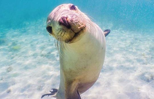 Qantas fares from Adelaide to Port Lincoln^