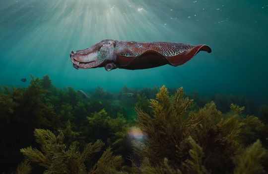 Qantas fares from Adelaide to Whyalla^