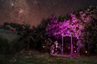 Enchanted Fig Tree, Kangaroo Island 1920x800