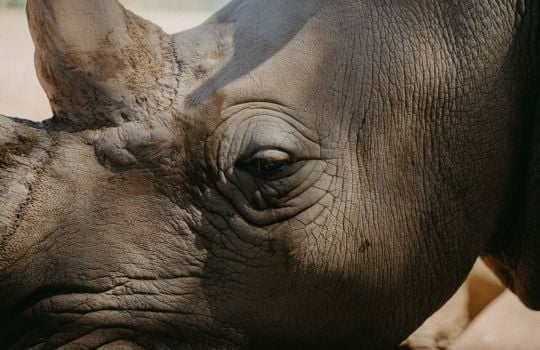 up close rhino at Monarto Safari