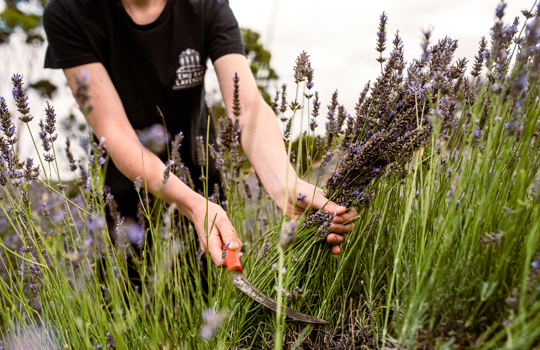 cutting lavender at Emu Bay